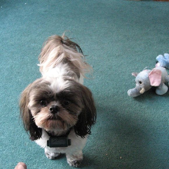 Meet your Posher, Cyndy - Picture 1 of 1